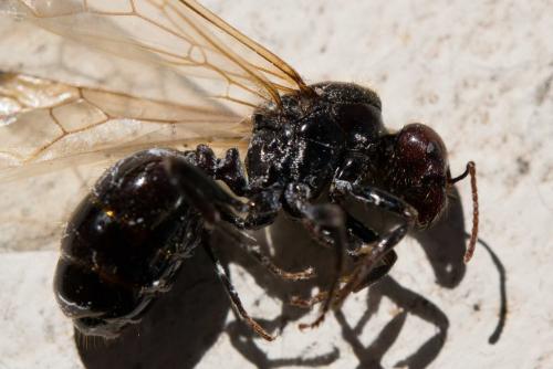 Messor barbarus