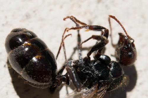 Réf. 149 937 : Messor barbarus