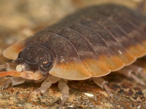 Porcellio sp.