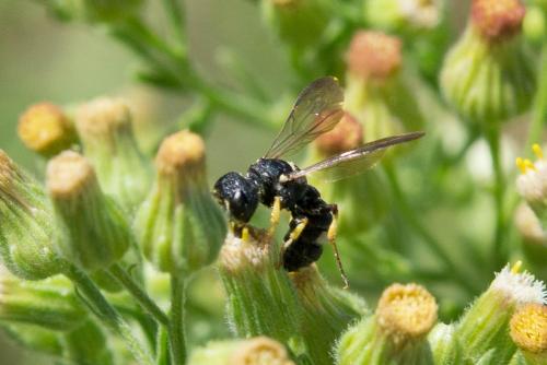 Cerceris rubida