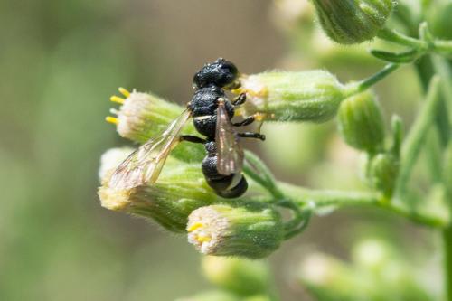 Cerceris rubida