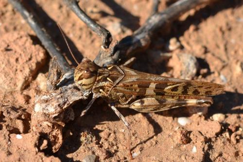 Réf. 149 922 : Oedaleus decorus