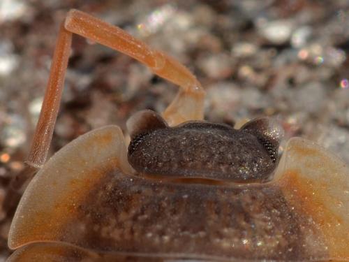 Porcellio sp.