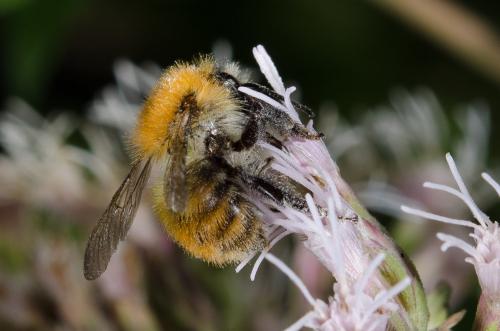 Bombus pascuorum
