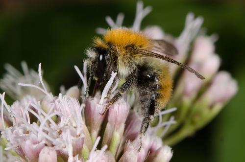 Bombus pascuorum