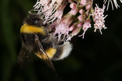 Bombus sp.