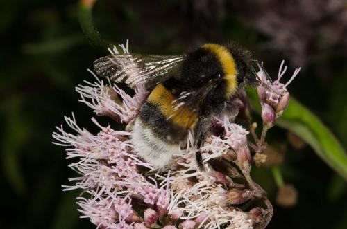Bombus sp.