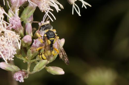 Cerceris sp.