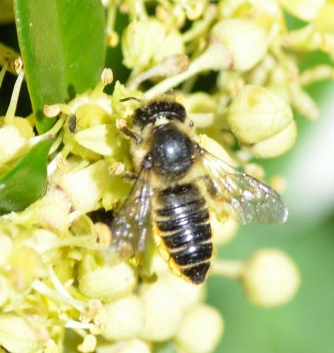Réf. 149 882 : Megachile sp.
