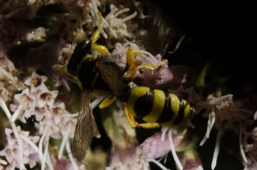 Cerceris sp.