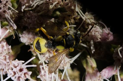 Cerceris sp.