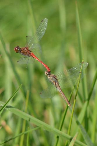 Sympetrum sanguineum