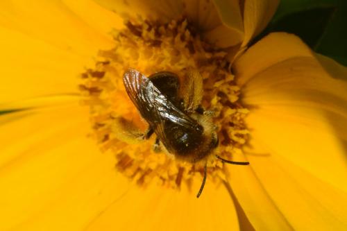 Eucera sp.