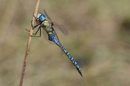 Aeshna affinis