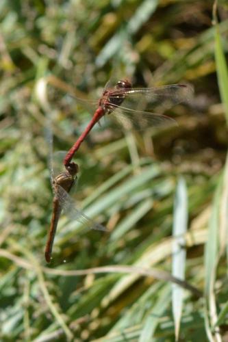 Sympetrum meridionale