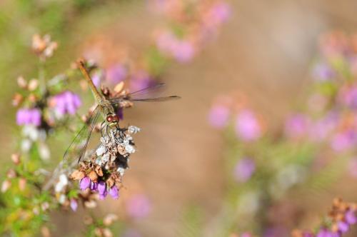 Sympetrum sanguineum