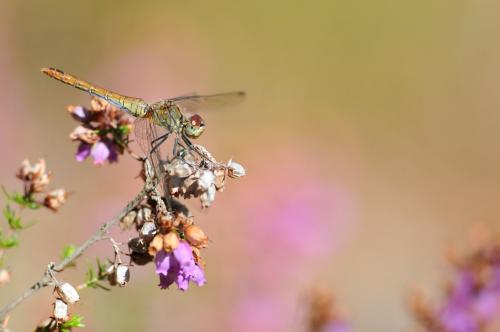 Sympetrum sanguineum