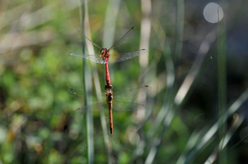 Sympetrum sanguineum
