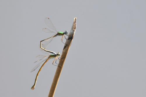 Lestes virens