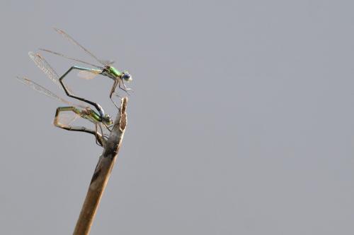 Lestes virens