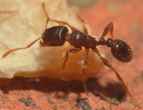 Réf. 149 305 : Tetramorium sp.