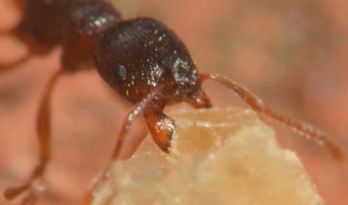 Réf. 149 341 : Tetramorium sp.