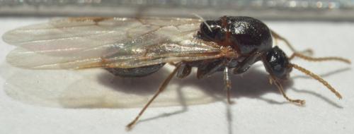 Réf. 149 772 : Crematogaster scutellaris