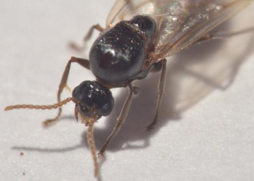 Réf. 149 928 : Crematogaster scutellaris