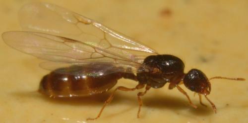 Solenopsis fugax