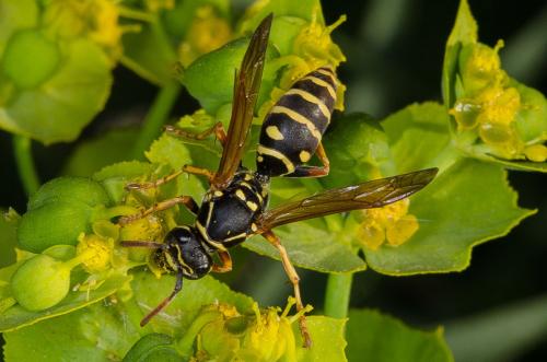 Polistes sp.