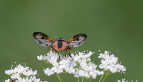 Réf. 149 401 : Ectophasia crassipennis