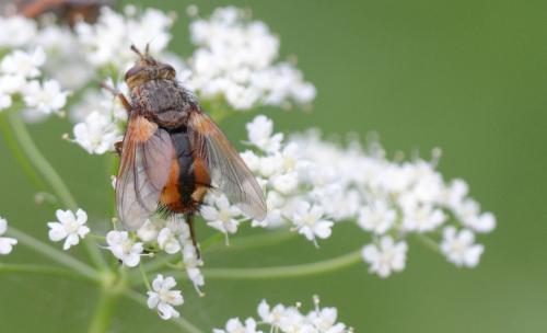 Tachina fera