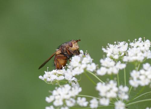 Tachina fera