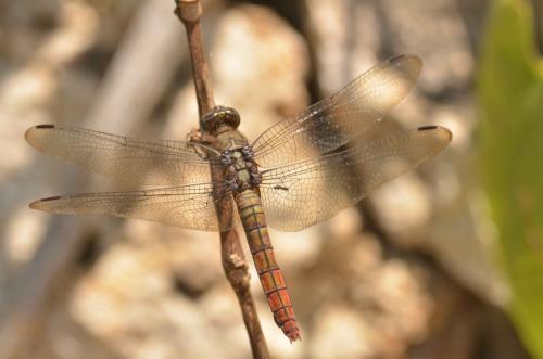 Orthetrum testaceum
