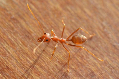 Réf. 149 459 : Oecophylla smaragdina