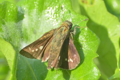 Hesperiinae