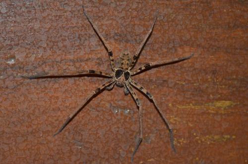 Réf. 149 144 : Heteropoda sp.
