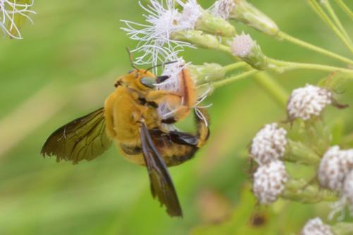 Xylocopa aestuans