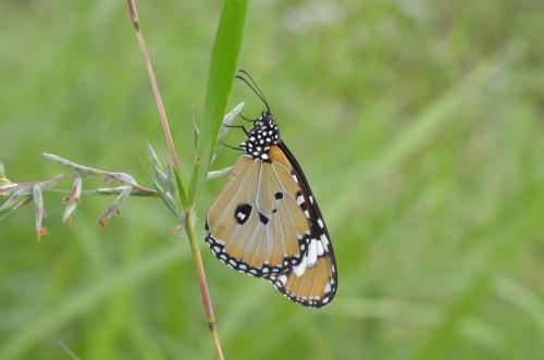 Réf. 149 414 : Danaus chrysippus