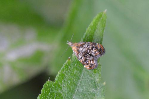 Réf. 149 208 : Tebenna sp.