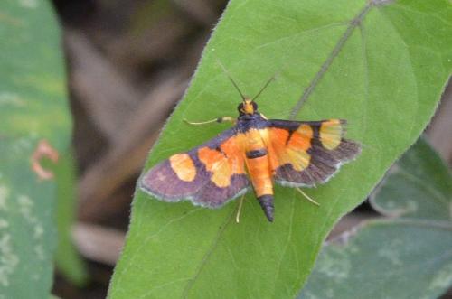 Aethaloessa calidalis tiphalis