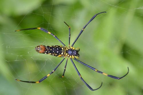 Réf. 149 207 : Nephila pilipes