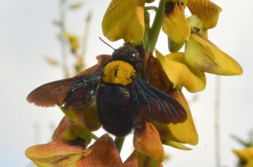 Xylocopa sp.