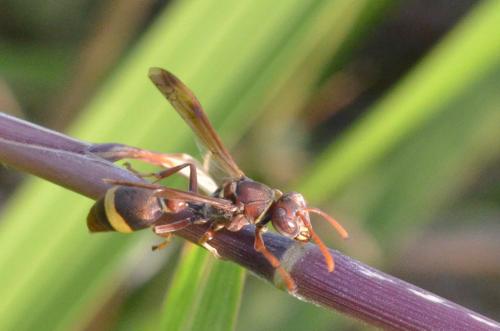 Ropalidia sp.