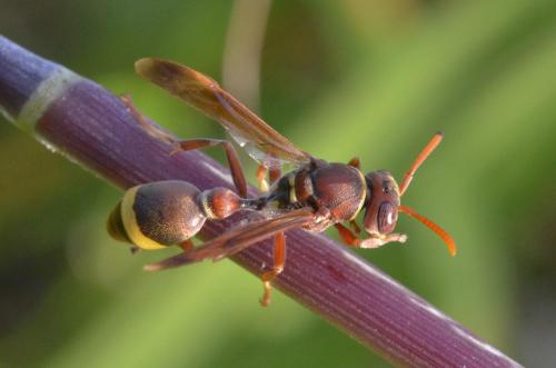 Ropalidia sp.