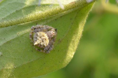Eriovixia laglaizei