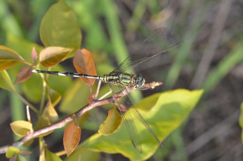 Orthetrum sabina