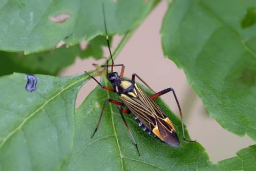 Miris striatus