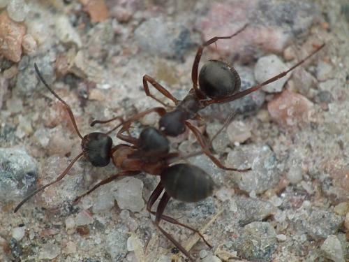 Réf. 149 842 : Formica sp.