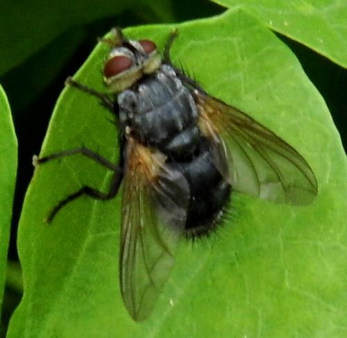 Réf. 149 312 : Nemoraea pellucida